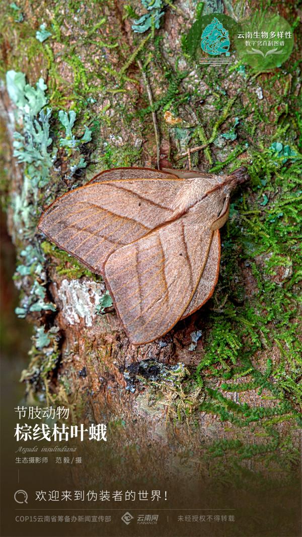 「雲南生物多樣性數字化百科圖譜」棕線枯葉蛾：歡迎來到偽裝者的世界
