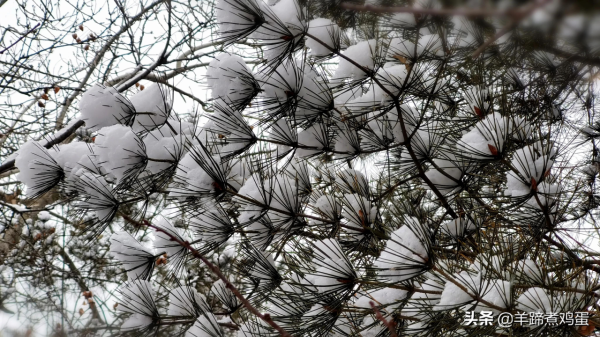 難覽觀園全畫景 雪覆臘梅一隅香&mdash;&mdash;踏雪尋遊北京大觀園