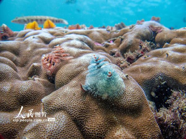 海南陵水：暢遊海底世界