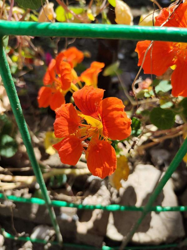 家裡養盆“窗簾花”，掛起來更有意境，活脫脫“植物窗簾”