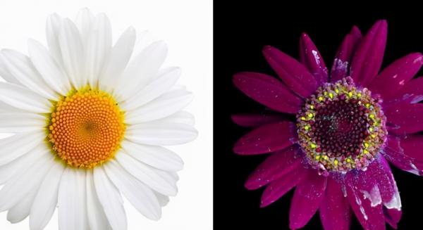 家裡的狗為何總是對著空氣狂吠?它們真的能看到人看不到的東西? 家裡的狗為何總是對著空氣狂吠?它們真的能看到人看不到的東西?