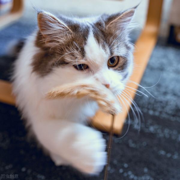 貓咪的壽命有多久？你家貓主子能陪你多少年？｜再見寶貝寵物關愛