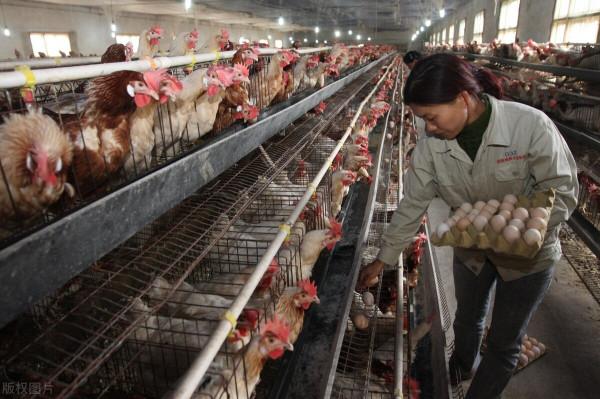 養殖業的危機：2022年要警惕三種疾病，涉及到豬、牛、雞，早準備