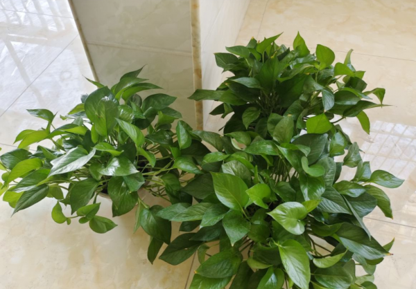 12月，盆栽這6樣植物，早點“斷水斷糧”，葉不黃根不爛