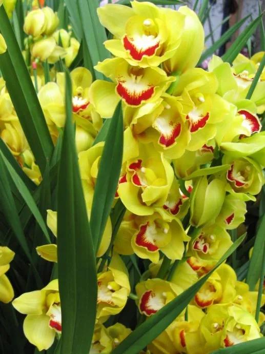 漂亮的蝴蝶蘭大全，顏色各異、姿態萬千