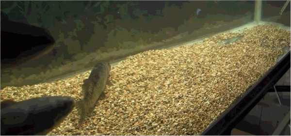 黑魚入侵美國,在美國氾濫成災,這還是我認識的黑魚嗎? 黑魚入侵美國,在美國氾濫成災,這還是我認識的黑魚嗎?