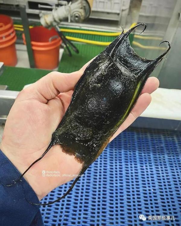 俄羅斯漁夫的深海怪魚又來了...這波依然是高能獵奇！突破天際