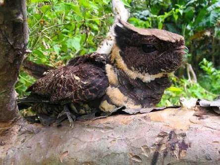 現實中的無牙仔