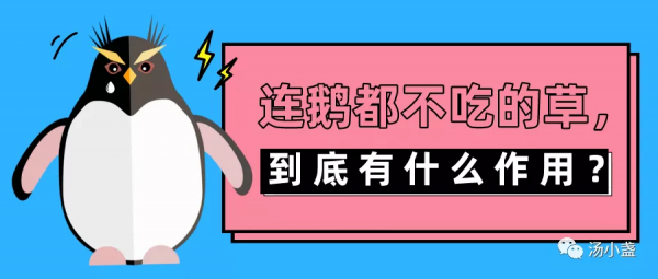 連鵝都不吃的草，到底有什麼作用？
