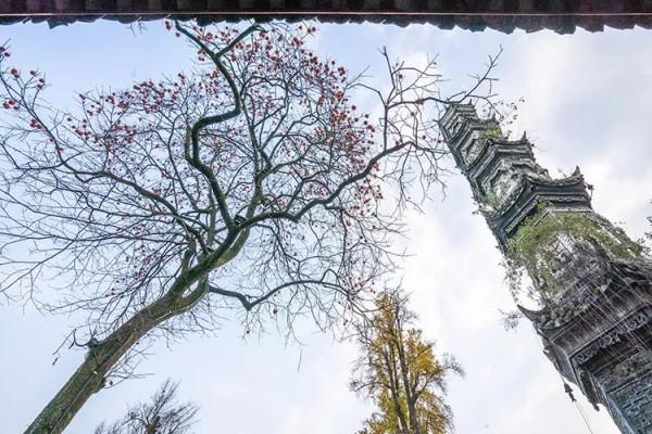 街子 一棵樹撐起了一個古鎮的初冬