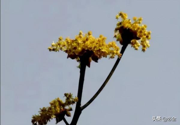 18種常見的先花後葉植物集錦 18種常見的先花後葉植物集錦