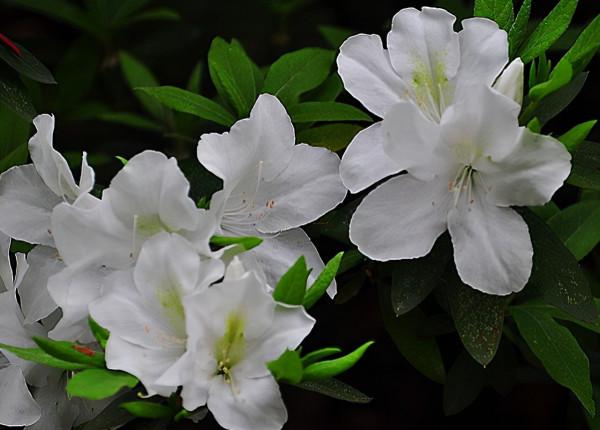 別看花開豔麗,其實“暗藏玄機”,4種“毒花”你知道嗎? 別看花開豔麗,其實“暗藏玄機”,4種“毒花”你知道嗎?