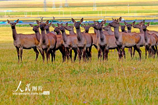 新疆哈密：草原豐美 馬鹿成群