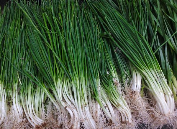 香蔥怎麼儲存?老菜農教你3招,不用隔三差五買香蔥,方法太棒了 香蔥怎麼儲存?老菜農教你3招,不用隔三差五買香蔥,方法太棒了