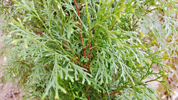 側柏樹上結的果實,做個枕頭睡覺,養心安神助睡眠 側柏樹上結的果實,做個枕頭睡覺,養心安神助睡眠