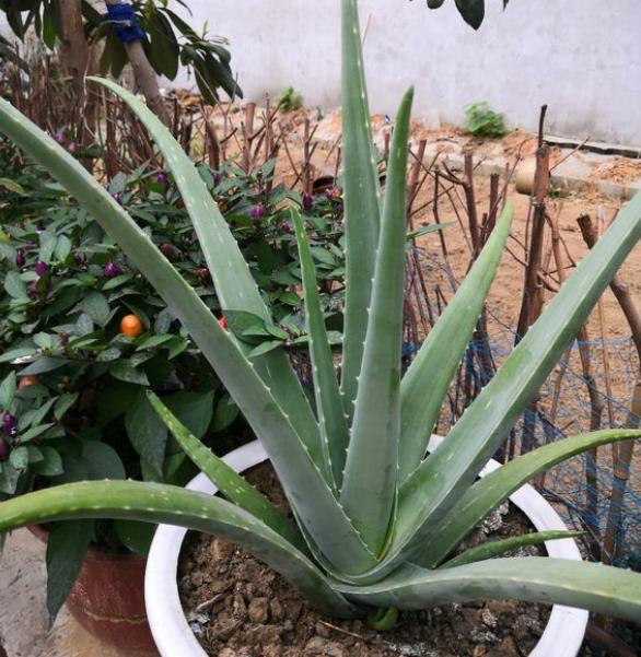 6種&OpenCurlyDoubleQuote;增值花&rdquo;，丟牆角不管它，也能長成&OpenCurlyDoubleQuote;花大樹&rdquo;，越養越富