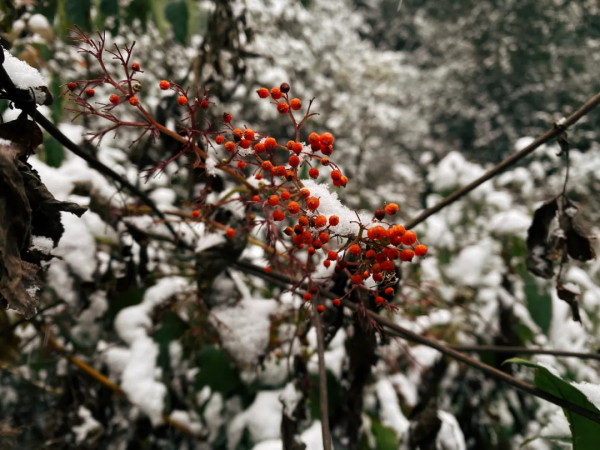 初雪如約而至！中華古瑤第一村美得如人間仙境