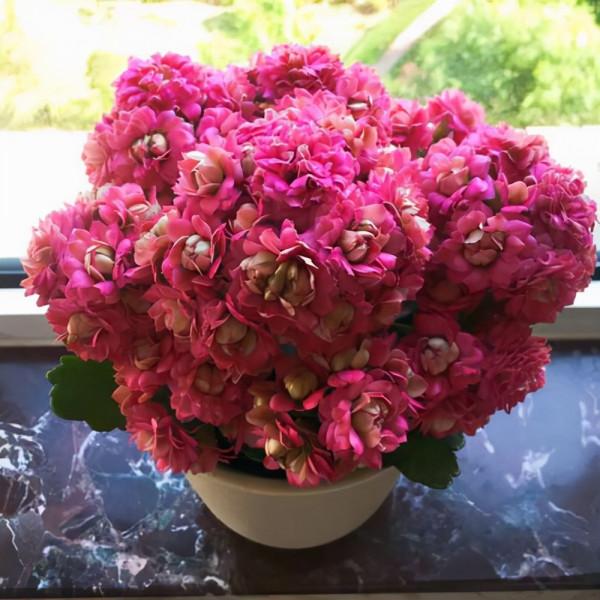 七大“美麗花”,冷天不能多澆水,多曬“少管”更健壯 七大“美麗花”,冷天不能多澆水,多曬“少管”更健壯