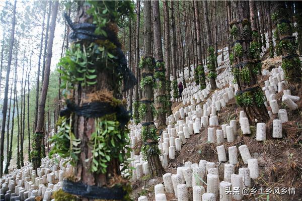 大樹下種什麼菜好