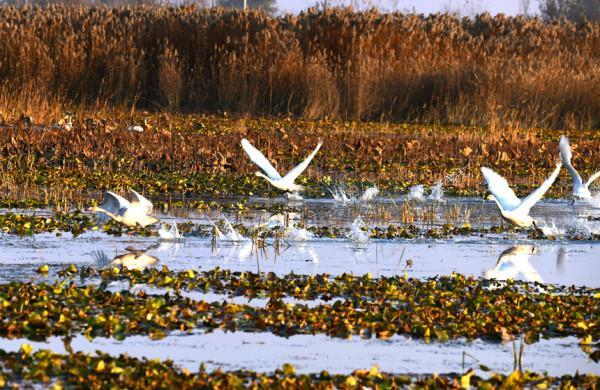 百餘隻小天鵝停歇沙湖