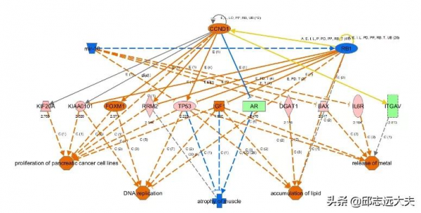 一文解鎖機制研究神器——IPA分析 一文解鎖機制研究神器——IPA分析