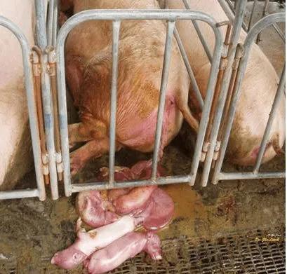 乙腦對各個時期豬的危害