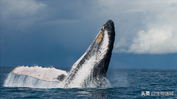 座頭鯨最有效的四種捕食術！你知道嗎？