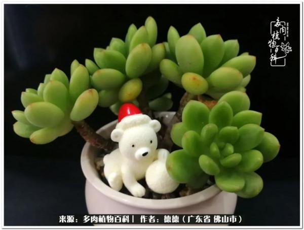 廣東的多肉陽臺:生命不息,折騰不止 廣東的多肉陽臺:生命不息,折騰不止
