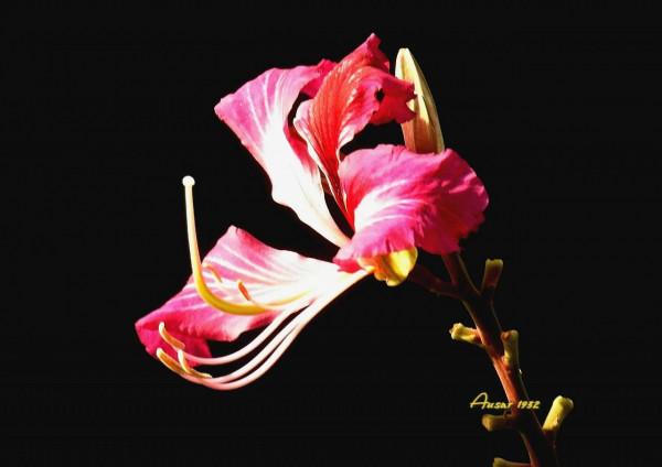 紫荊花，花大豔麗似彩蝶