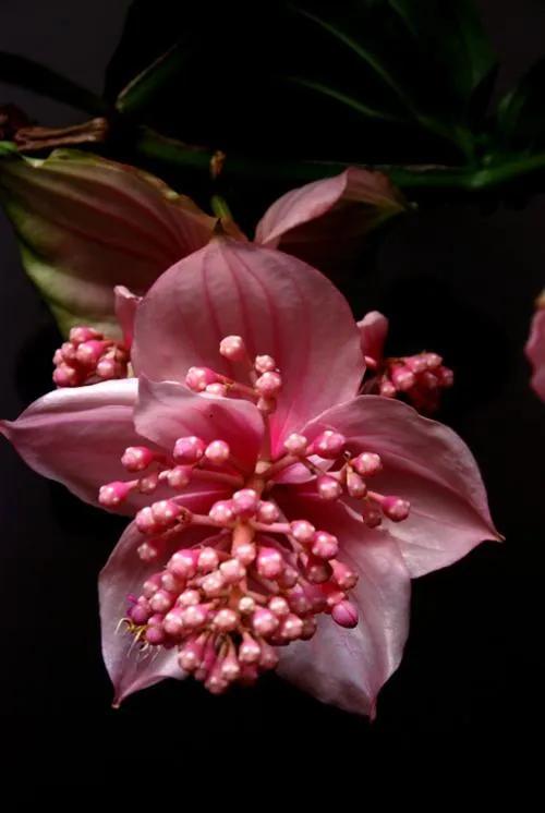 花中貴妃 寶蓮燈花