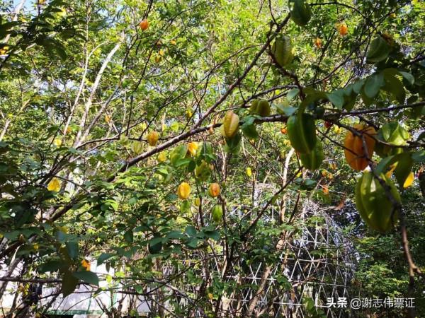 海南風光美（016）楊桃長啥樣？