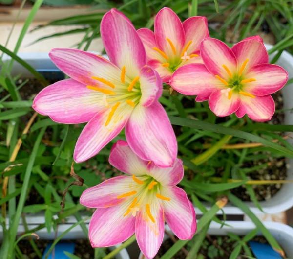 4種花很好養，&OpenCurlyDoubleQuote;有土有水&rdquo;就能長，葉子多花也多，又旺又漂亮