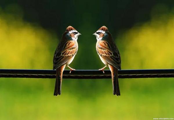 60多張雙比翼鳥圖欣賞