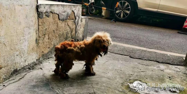 永樂 :它被開水燙、驅趕、毆打時,主人就在身邊 永樂 :它被開水燙、驅趕、毆打時,主人就在身邊