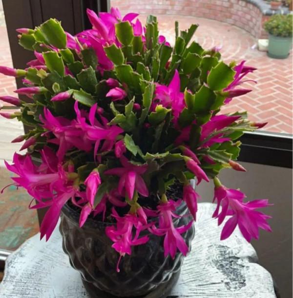 養花一直不開花，給他套個黑塑膠袋，花苞呼呼冒