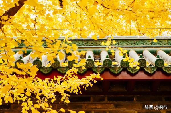 再有半個月，北京將迎來最美的季節，12個銀杏寶藏地，附機位攻略