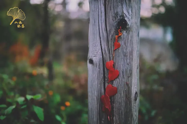 【玩轉懷柔】2021懷柔賞秋攻略出爐！一個字，絕！