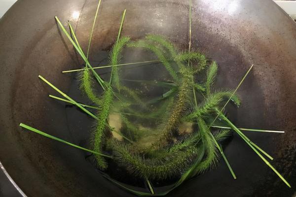 “狗尾巴草”是個寶,用來煮水喝,或許能幫大家解決這4大問題 “狗尾巴草”是個寶,用來煮水喝,或許能幫大家解決這4大問題