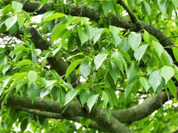 誰說北方少有珍貴樹種？8大樹木品種，有苗就買來種，成材前景好