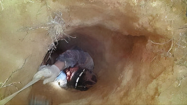 陝西發現李世民女兒的墓葬,牆壁上發現精美壁畫,棺槨卻不見蹤影 陝西發現李世民女兒的墓葬,牆壁上發現精美壁畫,棺槨卻不見蹤影