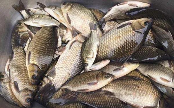 釣魚看漂抓口,新手釣魚爆護必須學會的技術 釣魚看漂抓口,新手釣魚爆護必須學會的技術