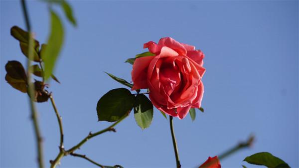 圖組丨踏著春光，迎接彌勒春暖花開