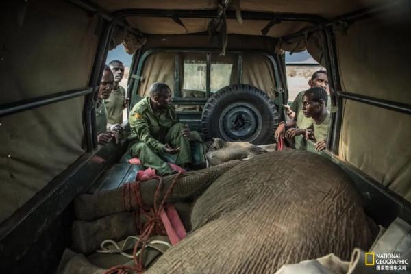 竟能養活非洲象，想必是“非洲第一奶”