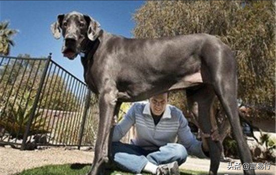 世界最高大的狗狗,高度達到2米多 世界最高大的狗狗,高度達到2米多