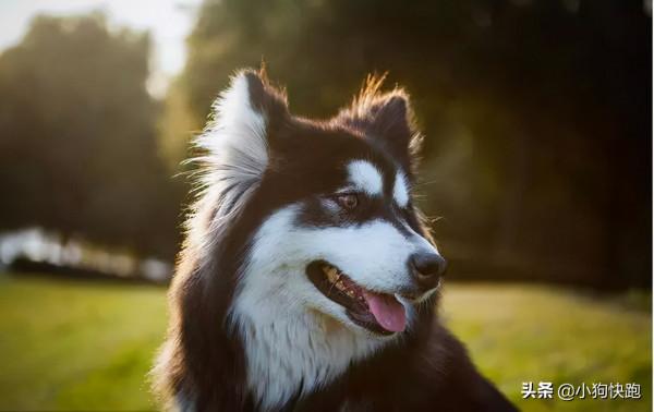 盤點最讓人崩潰的6種狗狗，哈士奇毫無懸念排第一！哈哈