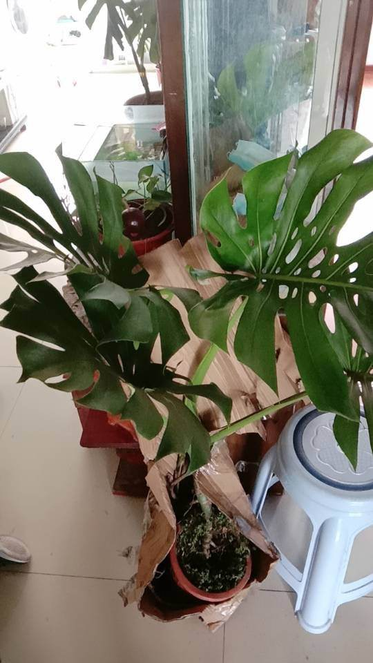 小區垃圾桶撿到花,看我“起死回生”,垃圾桶簡直是我的撿花寶地 小區垃圾桶撿到花,看我“起死回生”,垃圾桶簡直是我的撿花寶地