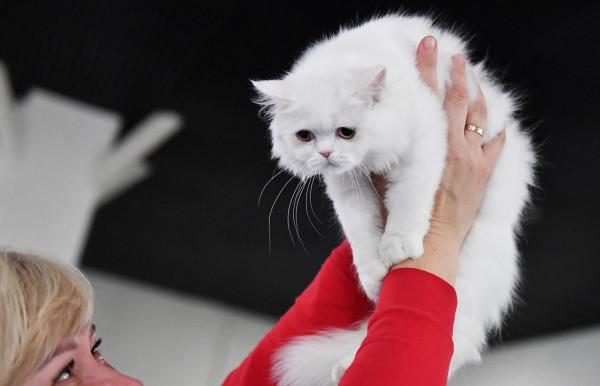 走進可愛值爆表的貓展現場