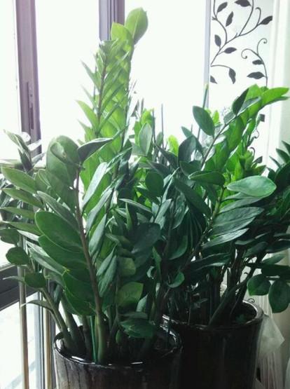 6種“吉利花”養在客廳裡,一帆風順,運氣好,日子越過越順當 6種“吉利花”養在客廳裡,一帆風順,運氣好,日子越過越順當