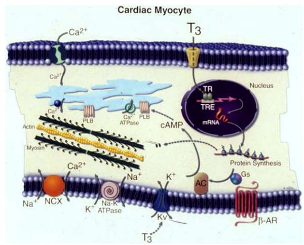 甲狀腺功能與心衰預後密切相關,該如何治療? 甲狀腺功能與心衰預後密切相關,該如何治療?