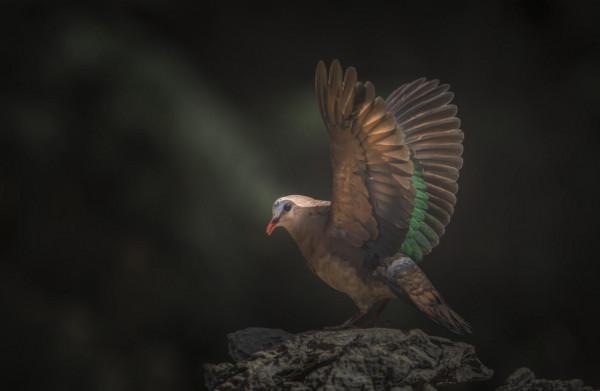 東江攬勝:收集常見鳥類圖譜之陸禽篇,攝鳥人自留地,建議收藏 東江攬勝:收集常見鳥類圖譜之陸禽篇,攝鳥人自留地,建議收藏